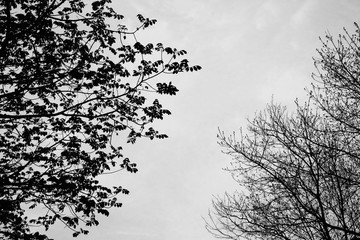 Silhouette of tree branches, black and white toned.