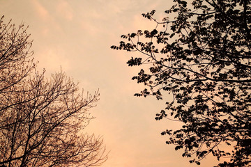 Silhouette of tree branches, sunset toned.