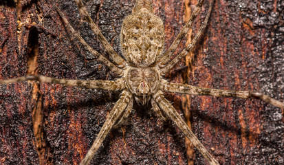 brown spider
