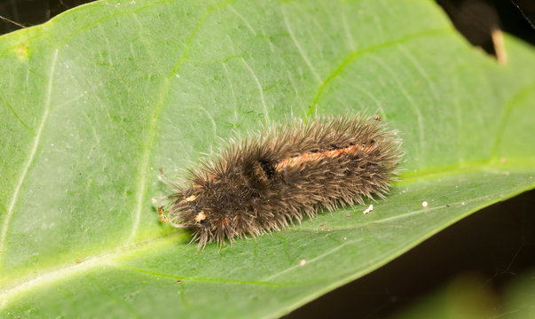 catepillar on leaf