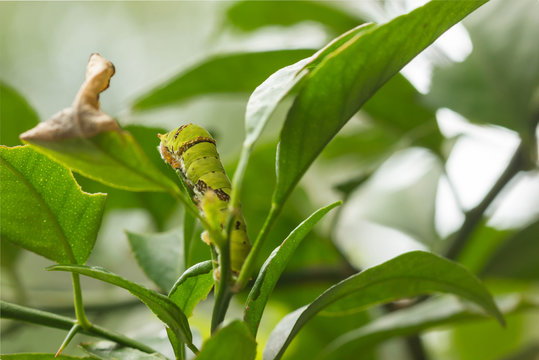 catepillar on leaf