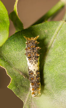 catepillar on leaf