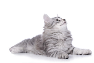 Norwegische Waldkatze Katze liegt seitlich auf weiß