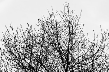 Silhouette of tree branches, black and white toned.