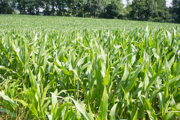close up of young maize plants with forest