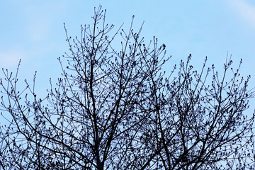 Silhouette of tree branches.