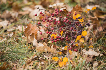 autumn berries and leaves
