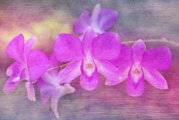 Purple orchid flowers in soft and blurred style with mulberry pa