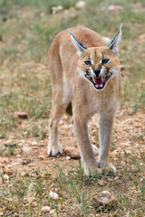 Fototapeta premium Caracal portrait in Namibia