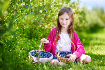Cute little girl picking fresh berries on organic blueberry farm