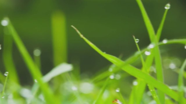 Dew drops on leaves grass with blurred  background