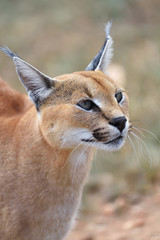 Caracal portrait in Namibia