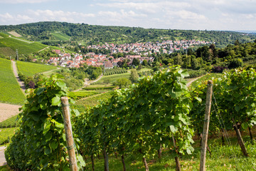 Fototapeta na wymiar Beautiful geman wine fields landscape