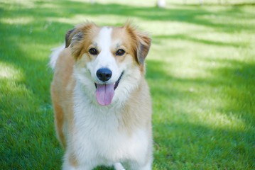 Happy smiling red boarder collie dog on a sunny day