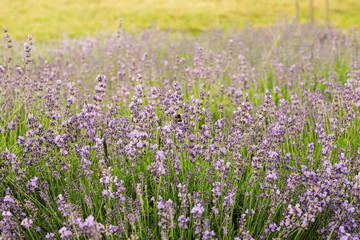 Obraz premium Bumblebee on lavender, Krakow, Poland