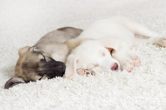 cute puppies sleeping