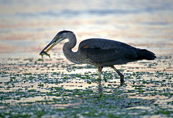 Great blue Heron with Fish in beak, hunting near seashore 