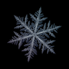 Snowflake isolated on black background: macro photo of real snow crystal, captured on glass...