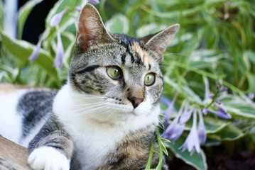 pretty tabby calico cat relaxing in the garden on a summer day