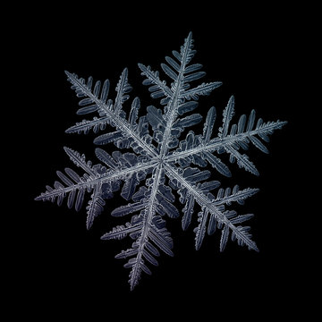 Snowflake isolated on black background: macro photo of real snow crystal, captured on glass surface. This is large fernlike dendrite snowflake with high detailed arms and very complex structure.