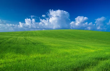 Fotobehang green field and blue sky © Pakhnyushchyy