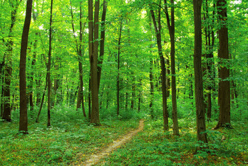  green forest