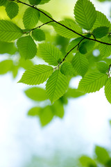 natural green background