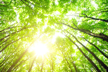 Obraz premium beautiful green forest