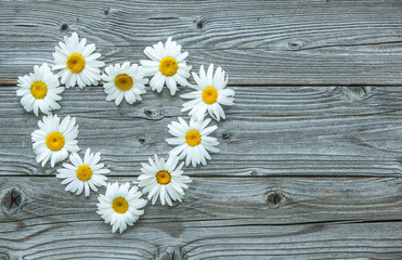 Obraz premium Daisy flowers on wooden background