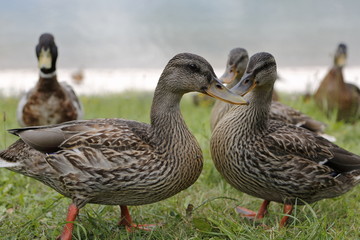 mallard