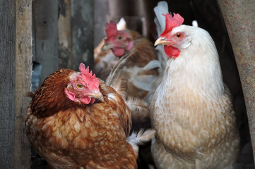 Portrait of three hens brown and white close-up. Selective focus.