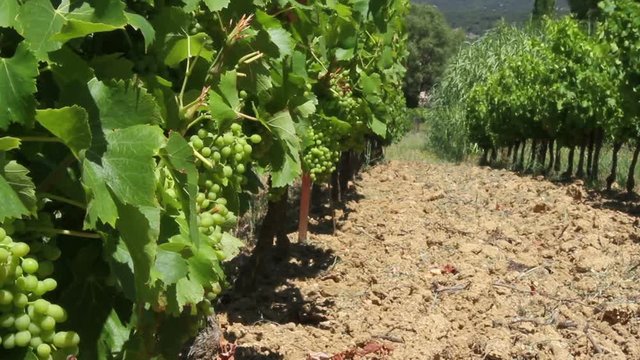 Vineyard near Aiguèze in France
