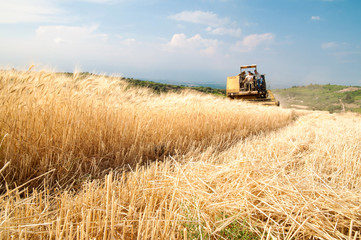 Obraz premium Close-up view of some just cut ears of corn and a threshing machine harvesting in the background