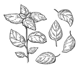 Basil vector drawing set. Isolated plant with leaves. Herbal eng