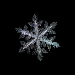 Snowflake isolated on black background: real snowflake macro photo, captured on dark woolen fabric in natural light. This is large crystal of stellar dendrite type.