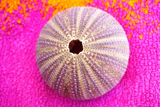 Pink And Purple Shell Of A Sea Urchin