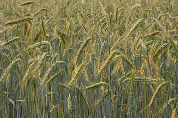 Wintergerste - Reifes Getreide auf dem Feld - close-up - Hintergrund 