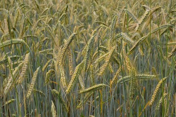 Wintergerste - Reifes Getreide auf dem Feld - close-up - Hintergrund 