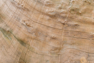 tree texture of wood pattern for design or background