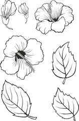 Blooming beautiful hibiscus flower. Hawaii symbol. Card or floral background for invitation. Silhouette isolated on white background. Vector illustration. Elements. Details