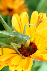 Grasshopper