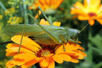 Grasshopper