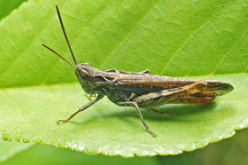 Grasshopper