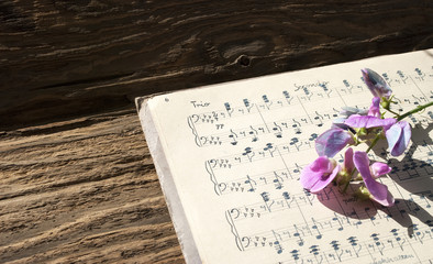 Altes handgeschriebenes Notenblatt mit Wicke - Vicia - in pink auf Treibholz / Holz Hintergrund 