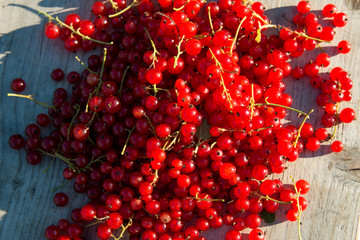 Red currents on wooden bench