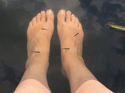 F&uuml;sse baden im Fluss mit kleinen Fischen
