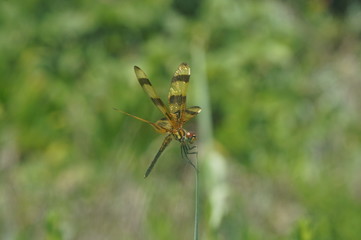 dragonfly on grass
