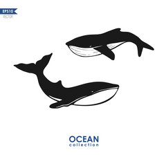 two whales isolated on white