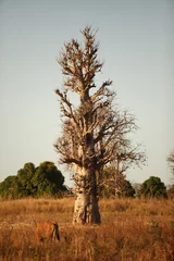 Crédence de cuisine en verre imprimé Baobab baobab 