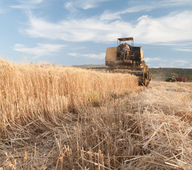 Obraz premium Close-up view of some just cut ears of corn and a threshing machine harvesting in the background